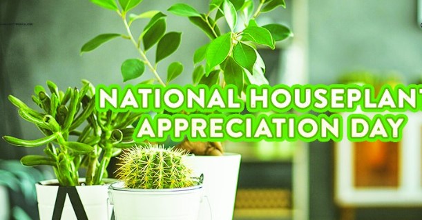 National Houseplant Appreciation Day