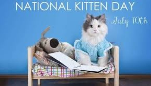 National kitten day - (10th July) National kitten day 2020 - Smartphone ...