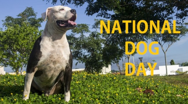 Happy National Dog Day 2020