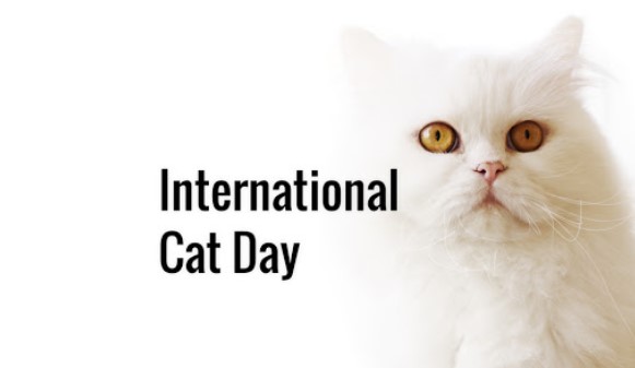World Cat Day 2020