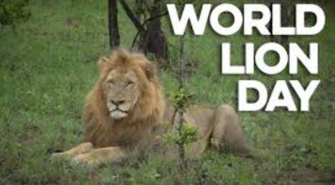 World Lion Day 2020