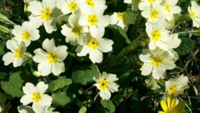 Primrose Day