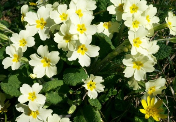 Primrose Day