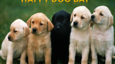 National Dog Day 2021
