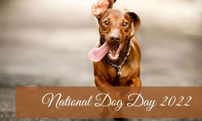 National Dog Day images