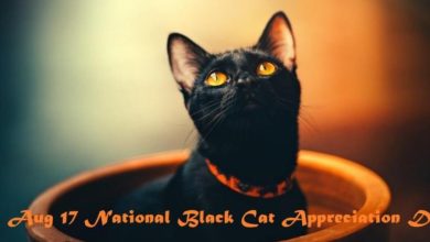 Happy National Black Cat Day 2023