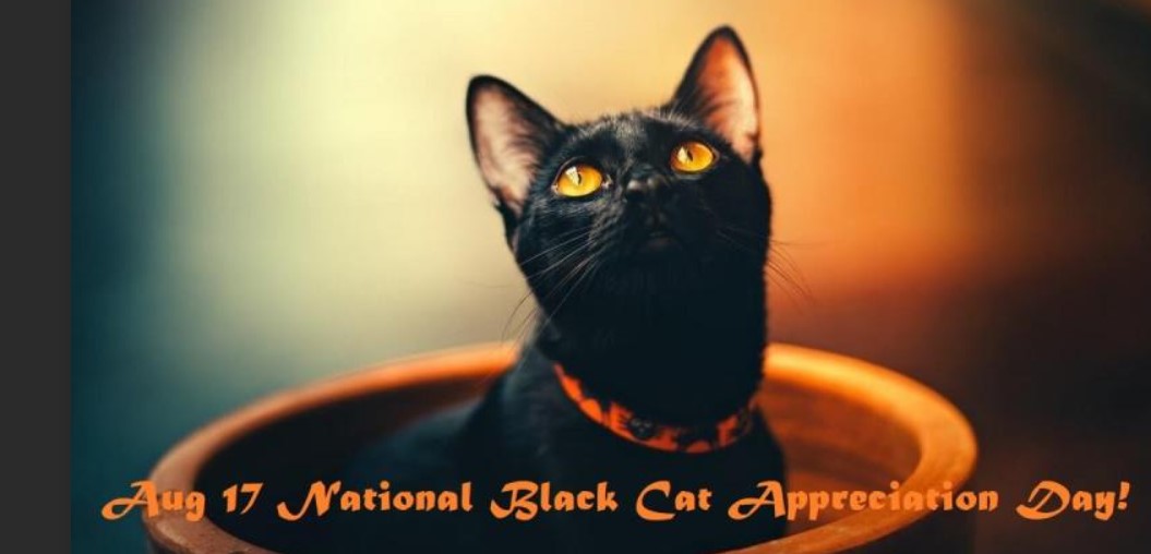 Happy National Black Cat Day 2023