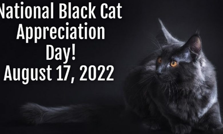National Black Cat Day 2022