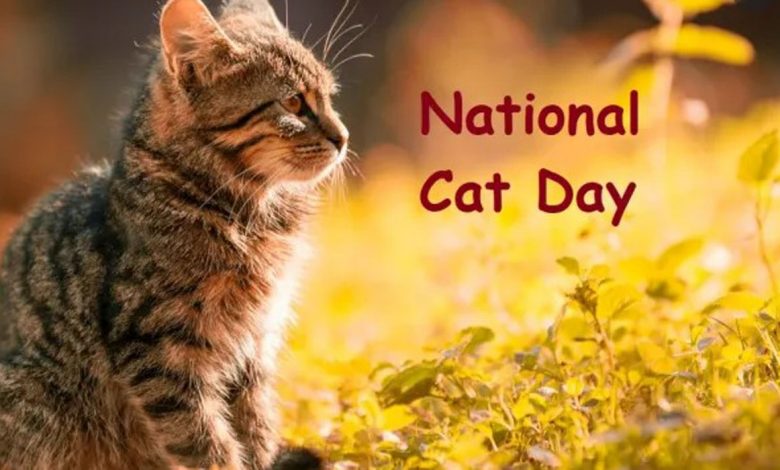 National Cat Day 2022 Wishes